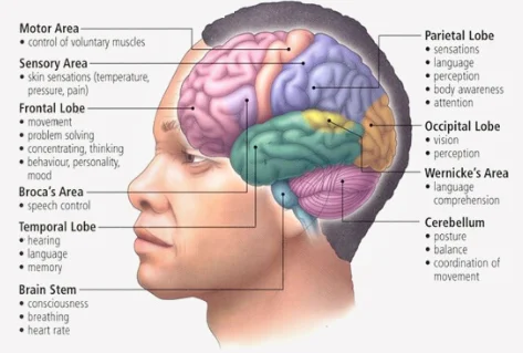 An image of the brain - name, function and location of various sections.