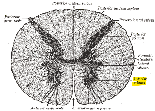Image of anterior horn. From Henry Gray's Anatomy of the Human Body.