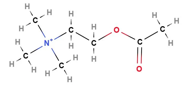 Image of chemical structure of acetylcholine.