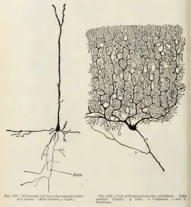 Image of different neurons from Gray's Anatomy (1918) page 724.