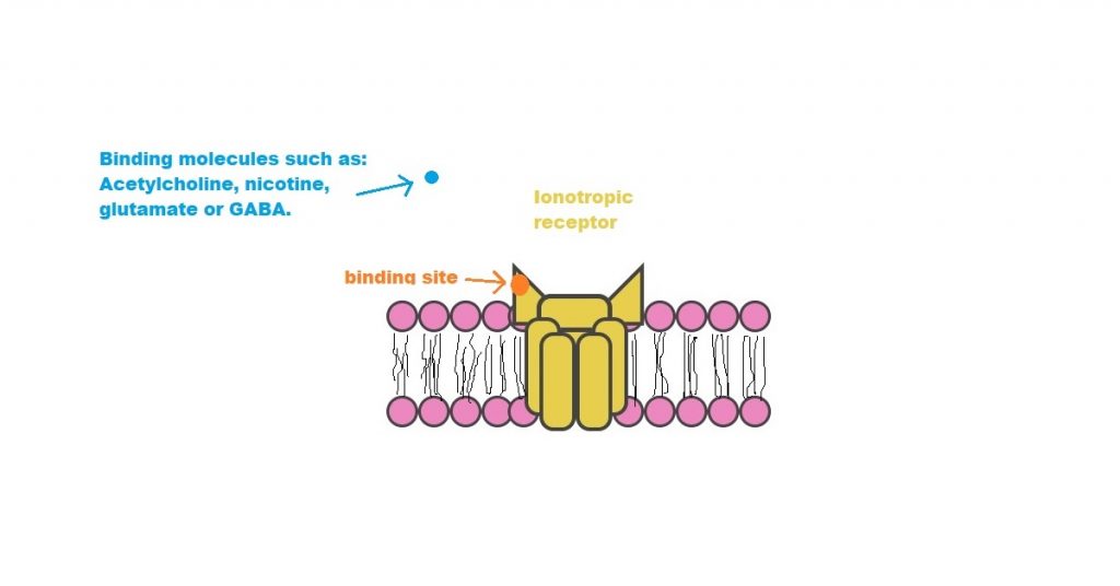 Image of ionotropic receptor.