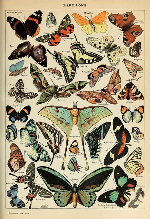 image of butterflies as scientific decor