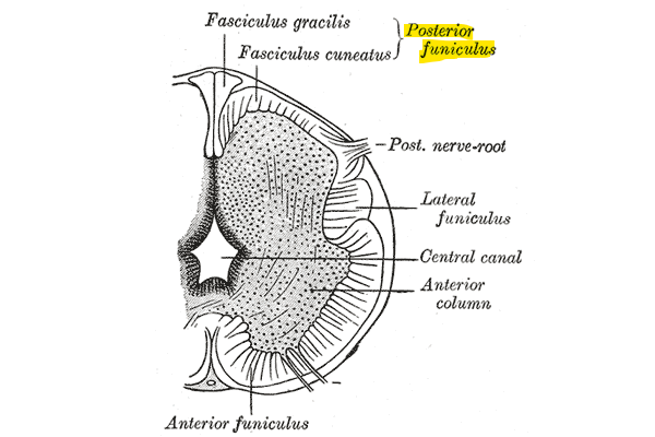Image of posterior funiculus from Henry Gray's Anatomy of the Human Body
