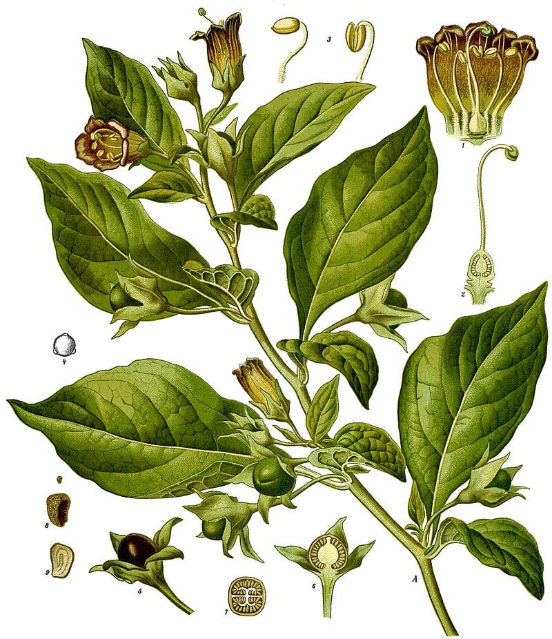 Image of belladonna to illustrate false premise that everything natural is good.