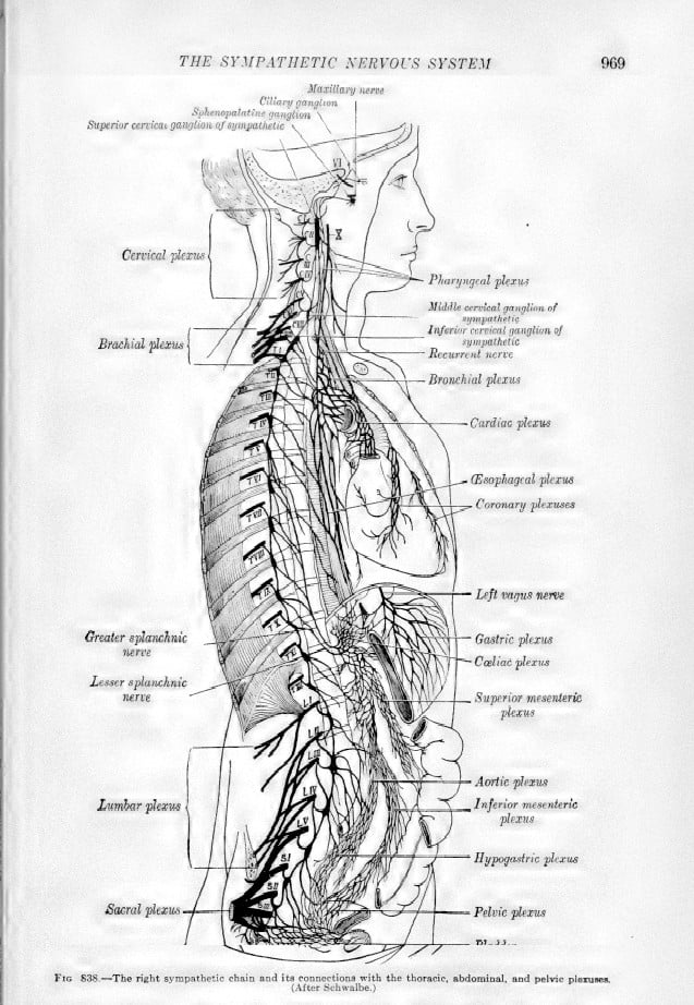 Image that shows sympathetic nervous system in relation to systematic desensitization.